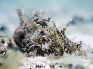 Natural light softness ... Sea Hare - Anaspidea sp. Chalo... by Stefan Follows 